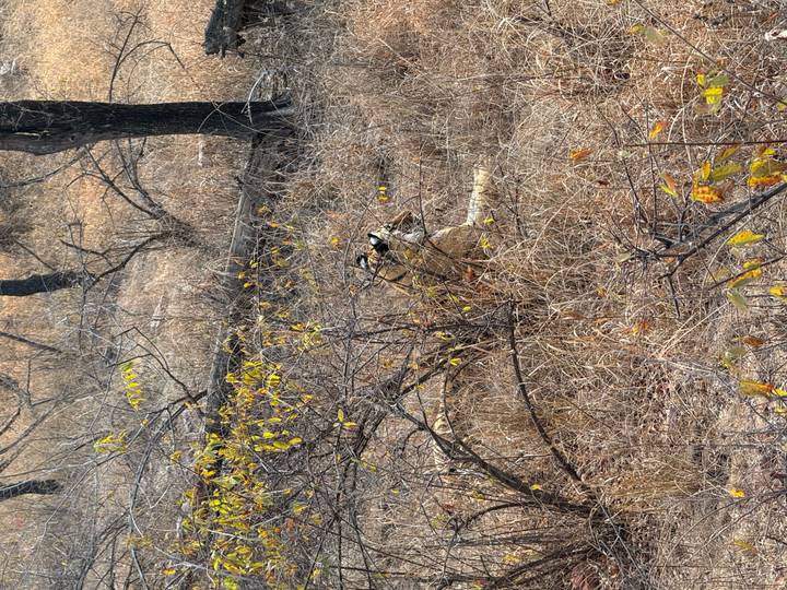 Tiger partly concealed in dry grass and bushes of forest reserve