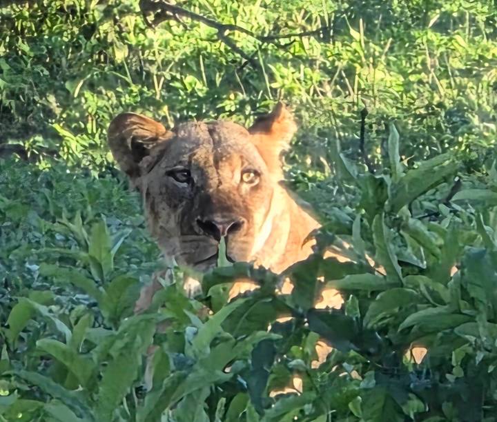 Lioness partially hidden among dense green bushes in soft light.