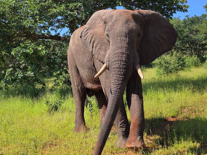 Close encounter with a large elephant standing in green savannah grass.