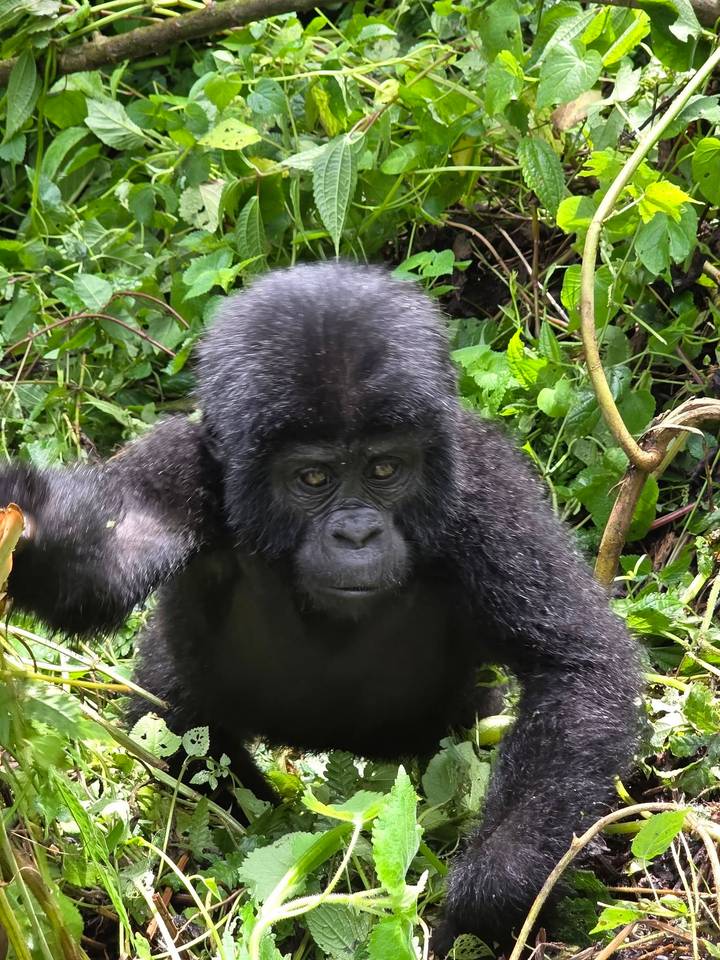 Close-up of a young mountain gorilla surrounded by dense foliage.