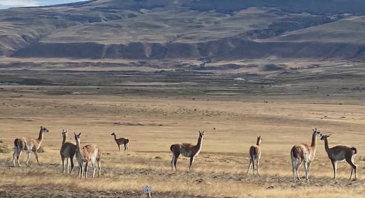 A herd of guanacos stands alert in the golden Patagonian steppe with rolling hills behind.