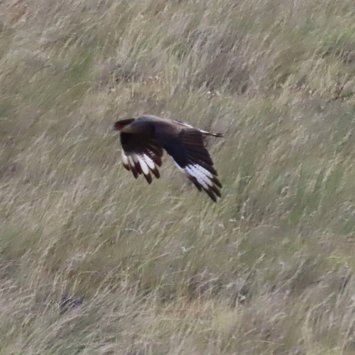 Blurry image of a bird in flight above tall grass.