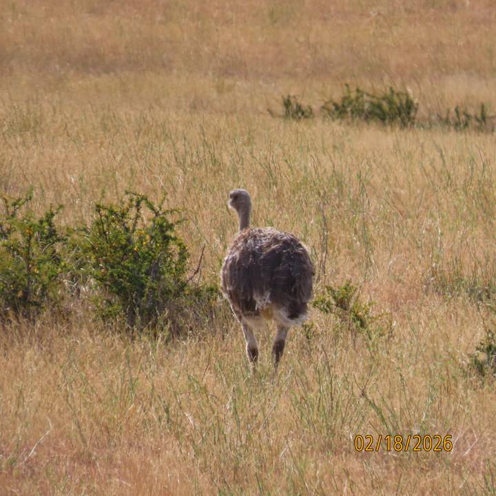 A solitary rhea walks away through tall golden grass in open steppe.