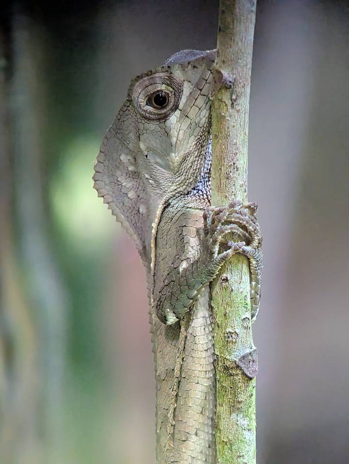 Camouflaged lizard grips a slender branch showing intricate wing-like skin flaps.