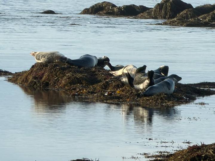 Group of seals resting on a mound of seaweed surrounded by calm coastal water.