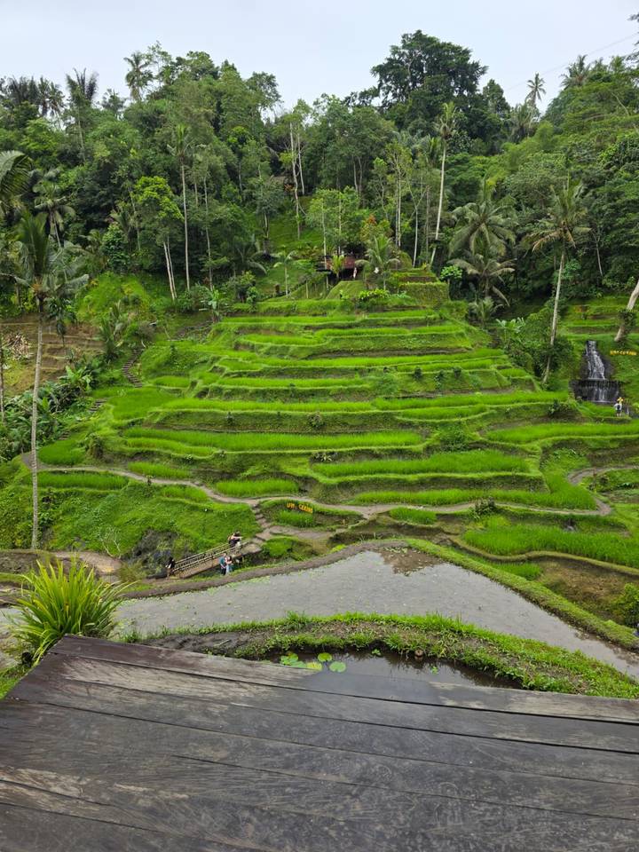 Lush green tiered rice terraces with scattered visitors walking along narrow paths in Bali.