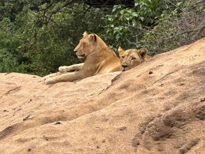 Two lions resting on a sandy mound with green bushland behind.