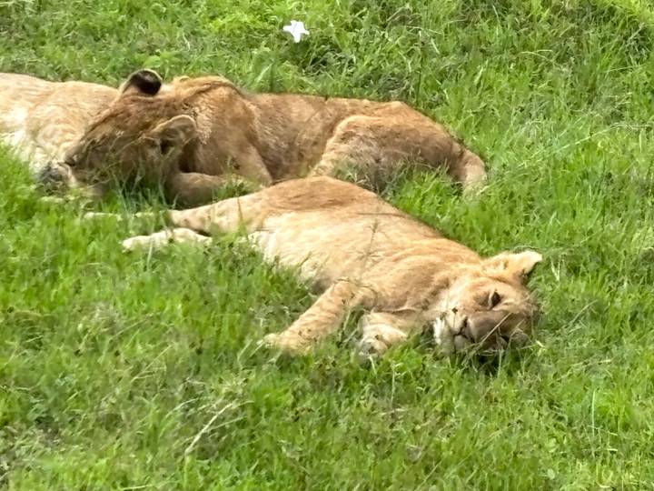 Lion cubs lying lazily in tall green grass during the heat of the day.