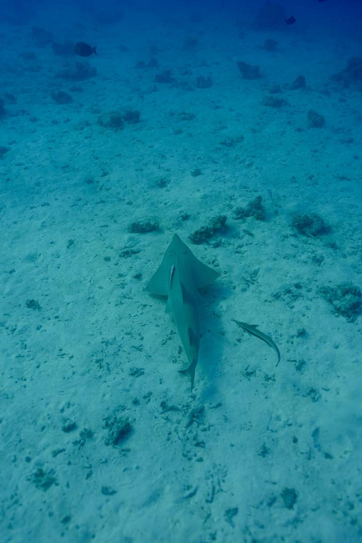 Underwater view of a guitarfish resting on sandy seabed accompanied by a smaller remora.