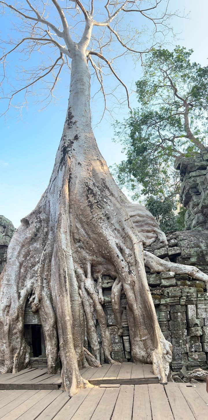 Massive tree roots engulf ancient stone ruins in a tropical forest setting.