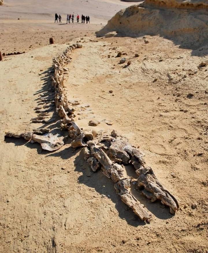 Exposed fossilized vertebrae of a large prehistoric creature lying on sandy desert ground