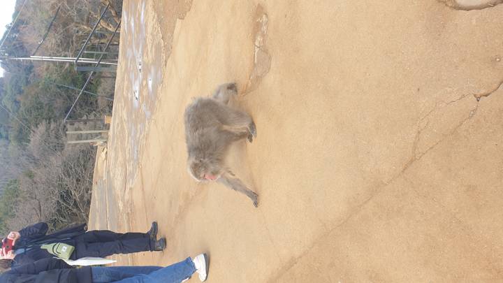 Wild Japanese macaque walking across a hillside path while tourists observe.