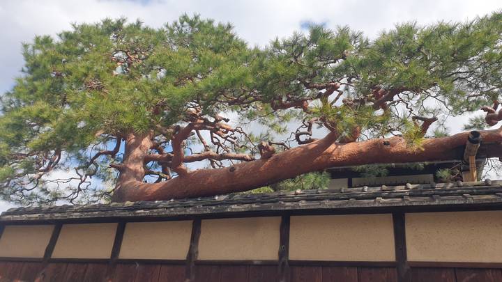 Sprawling pine tree growing horizontally over a traditional Japanese tiled wall.