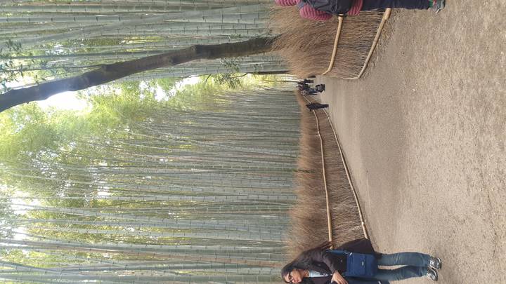 Pathway through Kyoto’s towering bamboo grove with visitors strolling between rustling stalks.