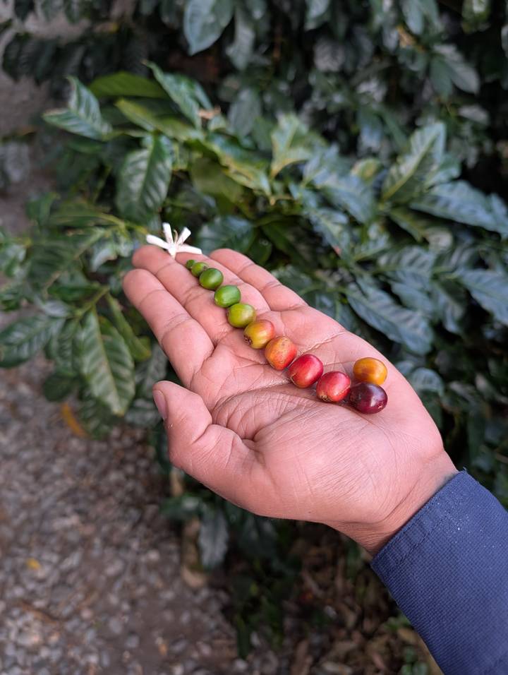 Palm holding coffee cherries ranging from green to deep red beside coffee plant leaves.
