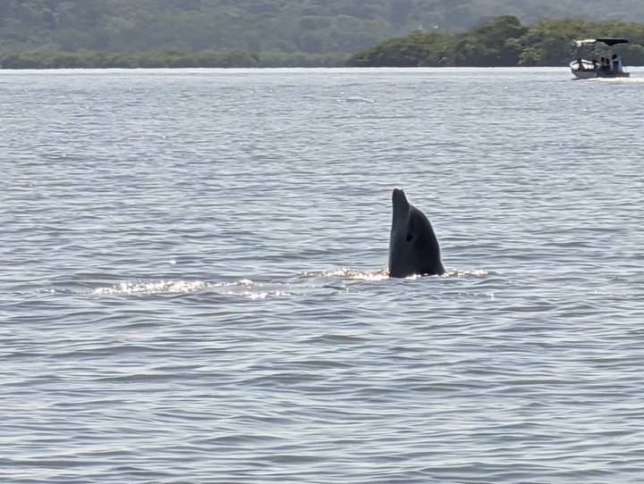 Dolphin vertical spyhop in calm ocean waters under bright sunlight.