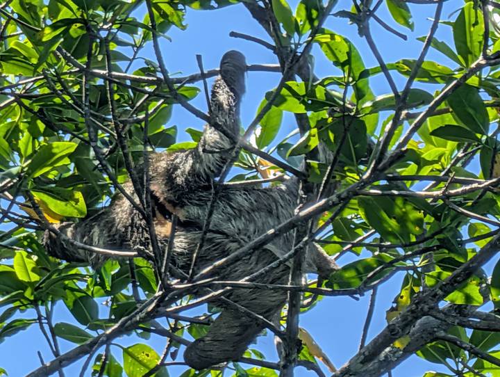 Three-toed sloth lounging high in leafy branches against a blue sky.