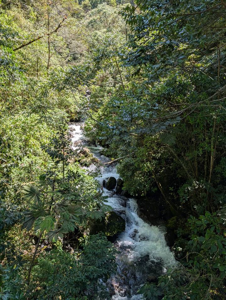 Stream flowing through lush green jungle with dappled sunlight on foliage.