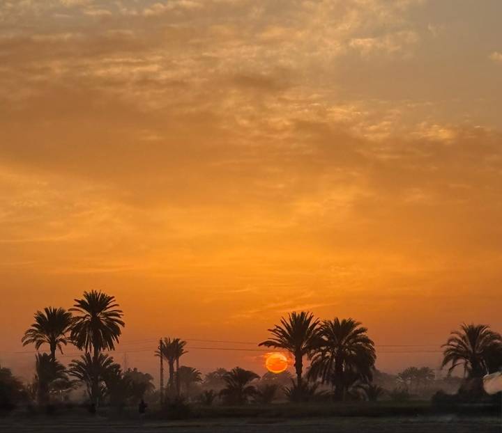 Orange dusk sky over silhouette of palm trees in Egypt.