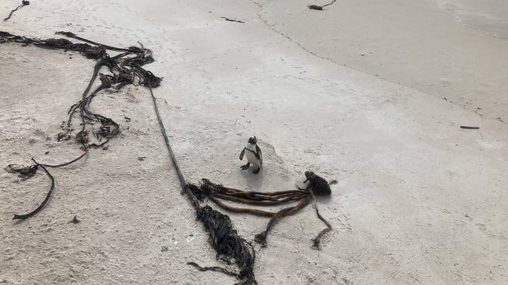 A lone African penguin waddles across a sandy beach strewn with seaweed.