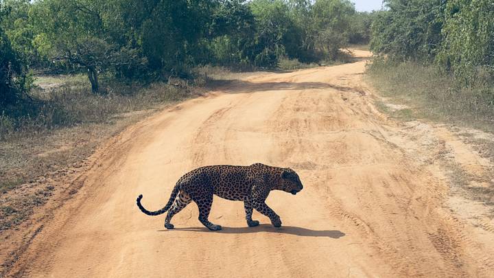 A wild leopard strides across a dusty safari track flanked by dry bushland.
