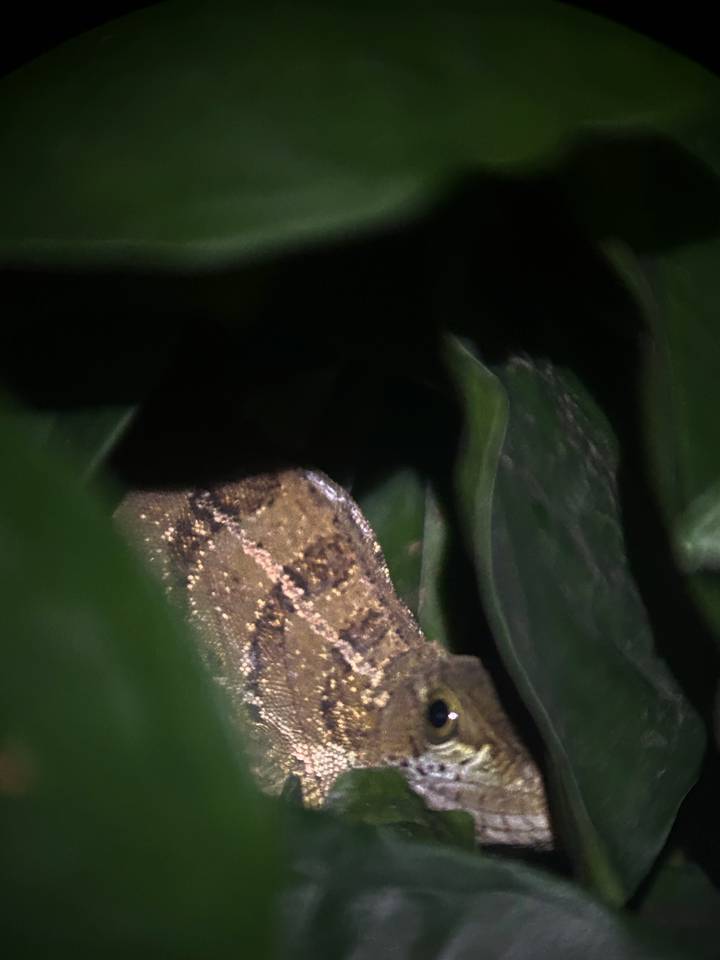 Dimly lit close-up of a camouflaged reptile hidden among leaves at night