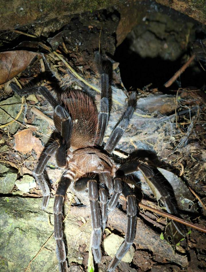 Large tarantula illuminated on forest floor showing hairy legs and fangs