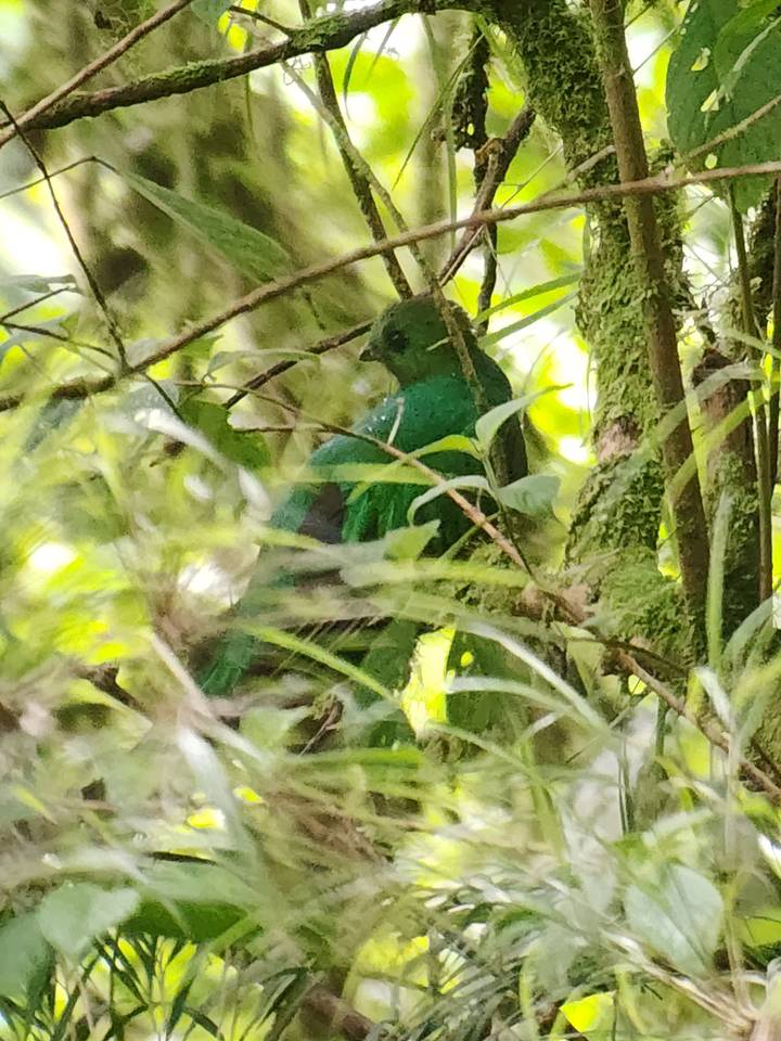 Blurry green bird partially hidden among dense rainforest foliage