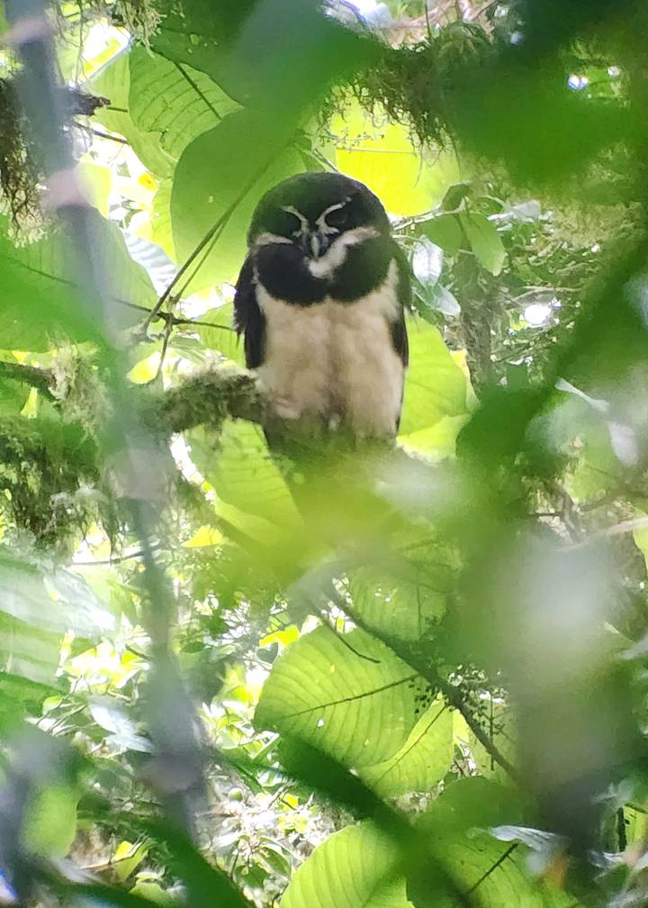 Soft-focus image of a small bird perched on mossy branch with leaves obscuring view