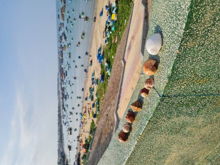 Line of seashells on a railing overlooking a busy fishing boat harbour and sandy beach.