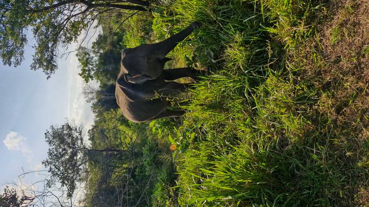 Wild elephant forages in tall green grass and bushes in Sri Lankan wilderness.