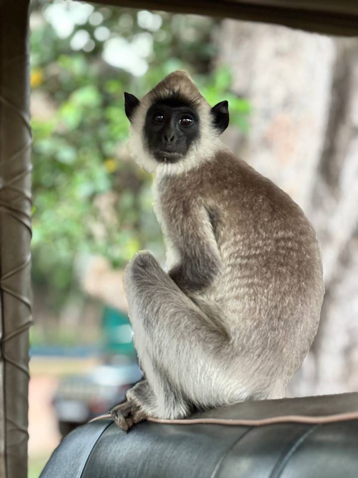Close-up of a gray langur monkey perched calmly with blurred forest background.