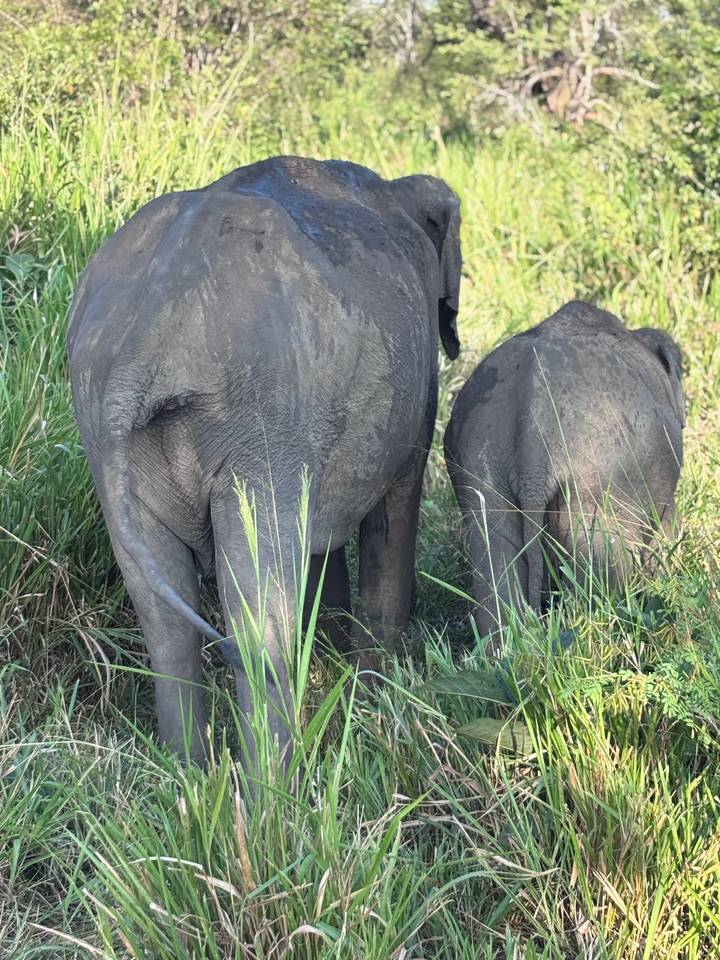 Rear view of a mother and baby elephant wandering through tall green grass.