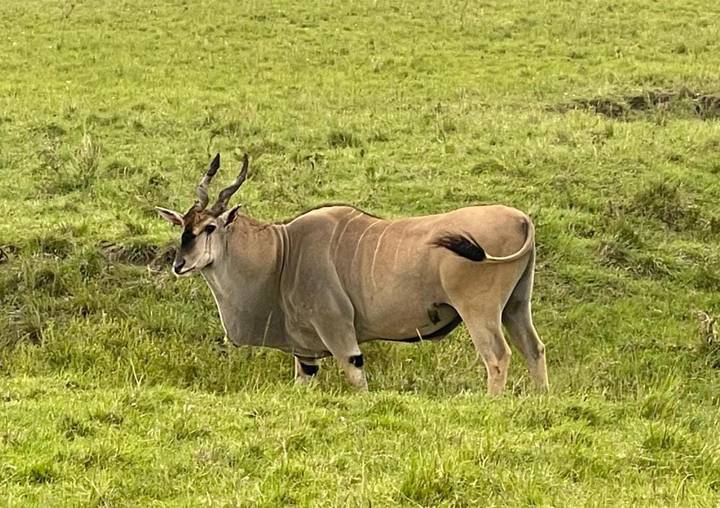 An eland antelope stands alert in a grassy savannah clearing.