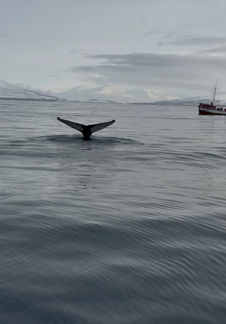 Tail of a diving whale breaks the calm grey surface as a tour boat looks on.