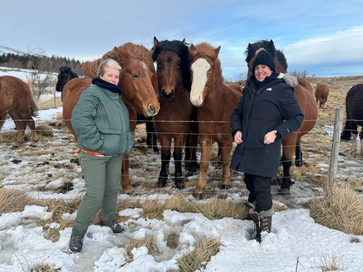 Pair of travelers stand by a fence petting friendly Icelandic horses in snowy fields.