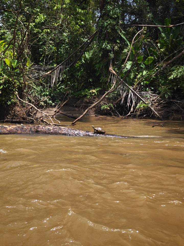 Small turtle sunning on a fallen log in a muddy jungle river