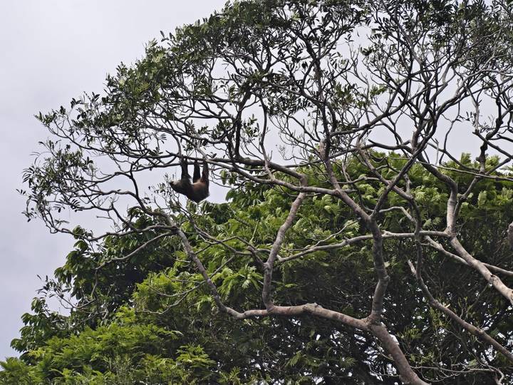 Sloth hanging high in dense tree branches against a cloudy sky