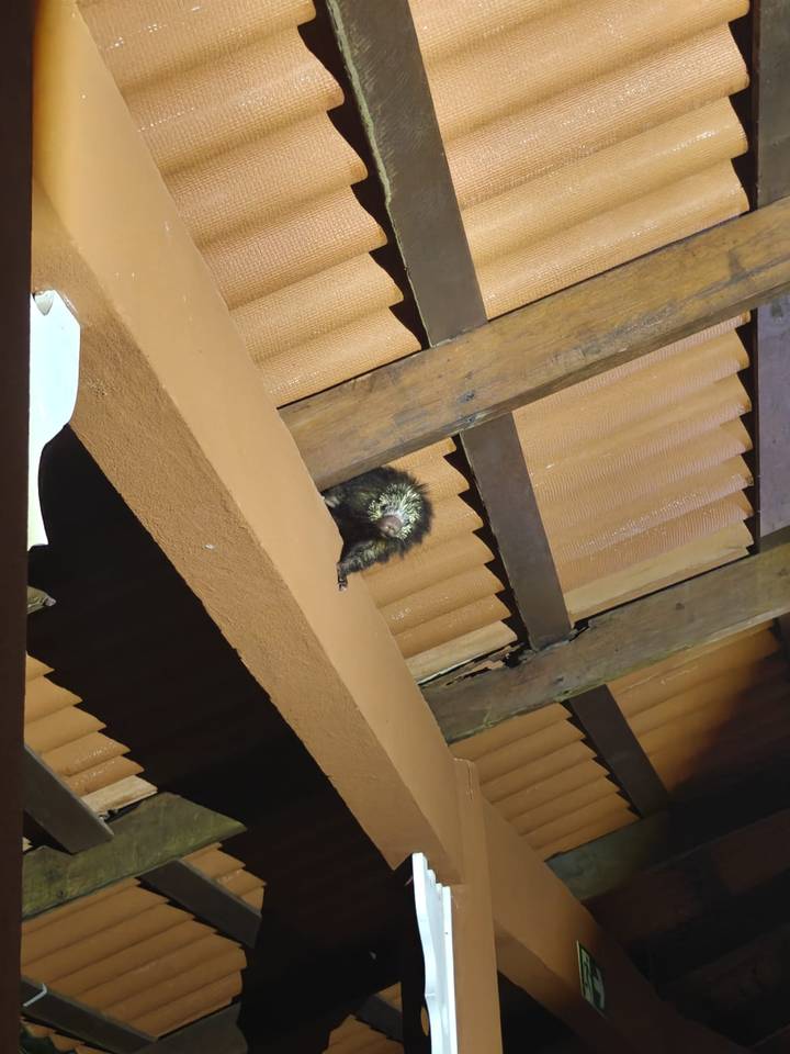 Small nocturnal mammal peeking from rafters of a rustic roof