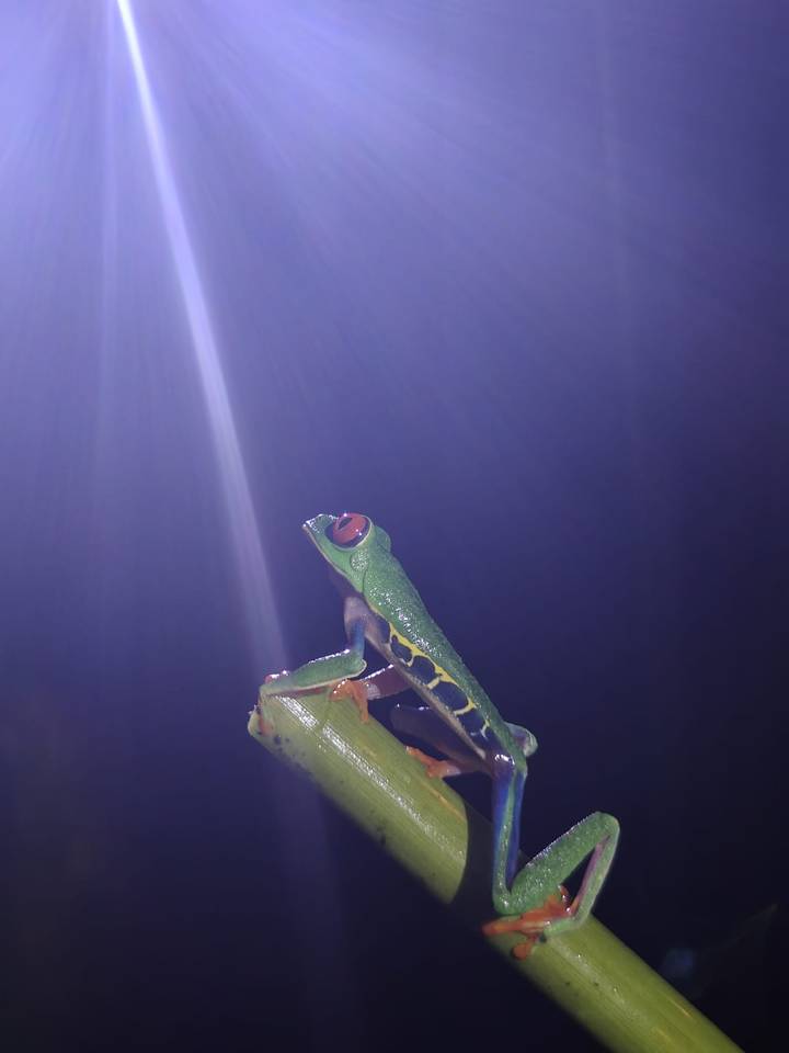 Close-up of a red-eyed tree frog illuminated dramatically against a dark background