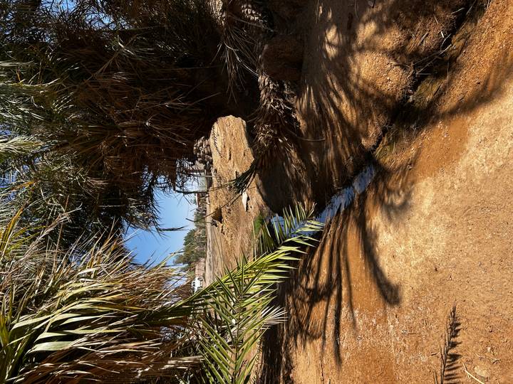 Small desert spring shaded by date palms creating reflections in the sand.
