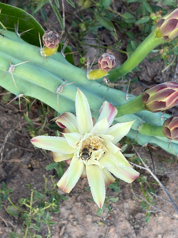 Close-up of a blooming cactus flower with a bee collecting nectar.