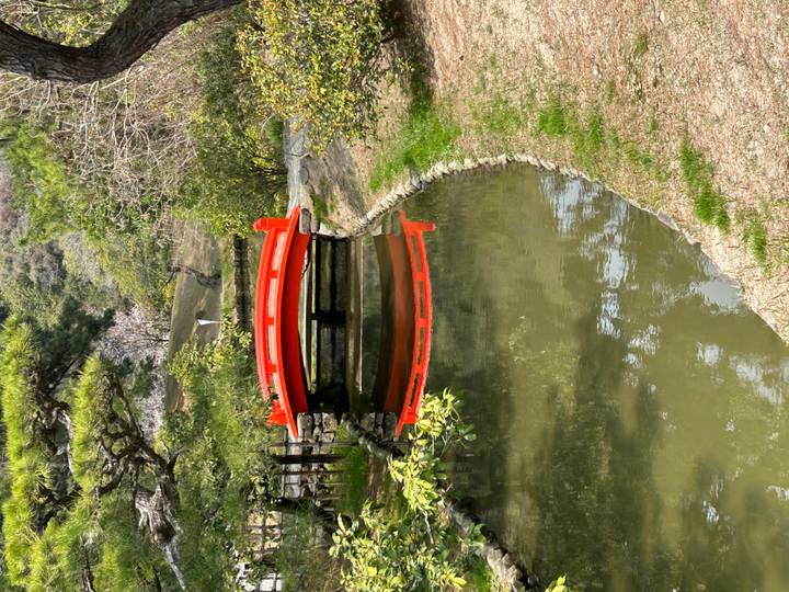 A vivid red arched bridge crossing a narrow pond in a manicured Japanese garden with pine trees and shrubs reflected in the still water.