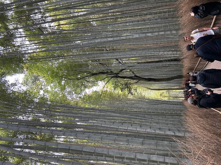 Visitors walk along a path through towering bamboo stalks that form a green tunnel overhead.