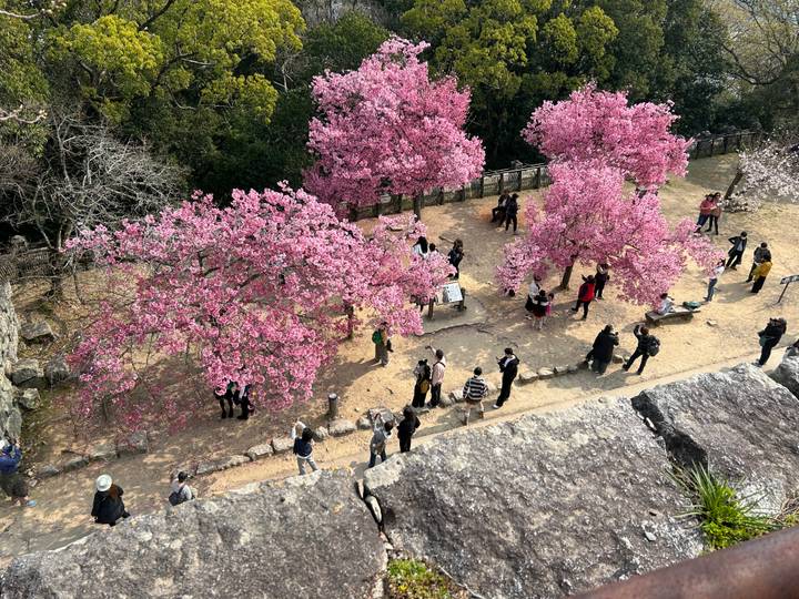 Aerial view of visitors beneath blooming pink cherry trees inside a historic Japanese site.