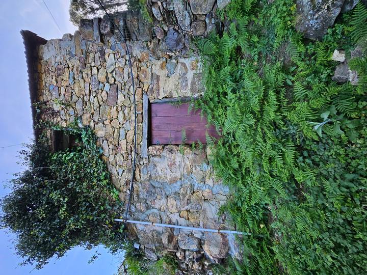 Rustic stone wall house with a purple wooden door overgrown by ferns and vines.