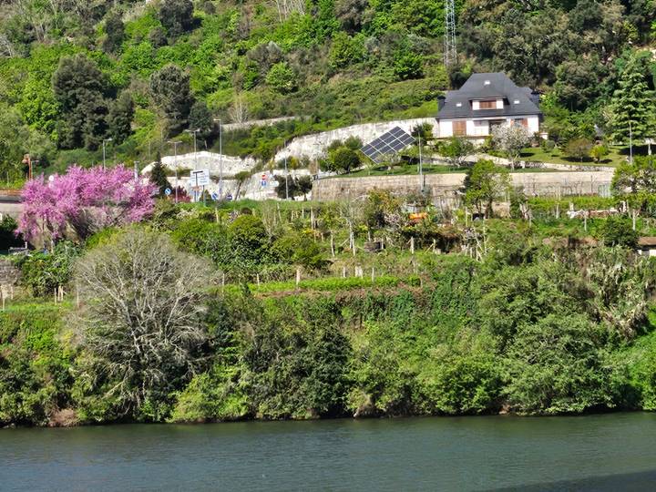 Lush riverside slope with blooming trees and a modern house featuring rooftop solar panels.