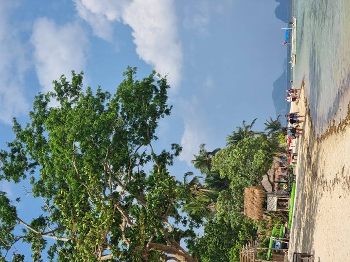 Sandy shoreline with overhanging tree, beachgoers and hazy islands in the background.