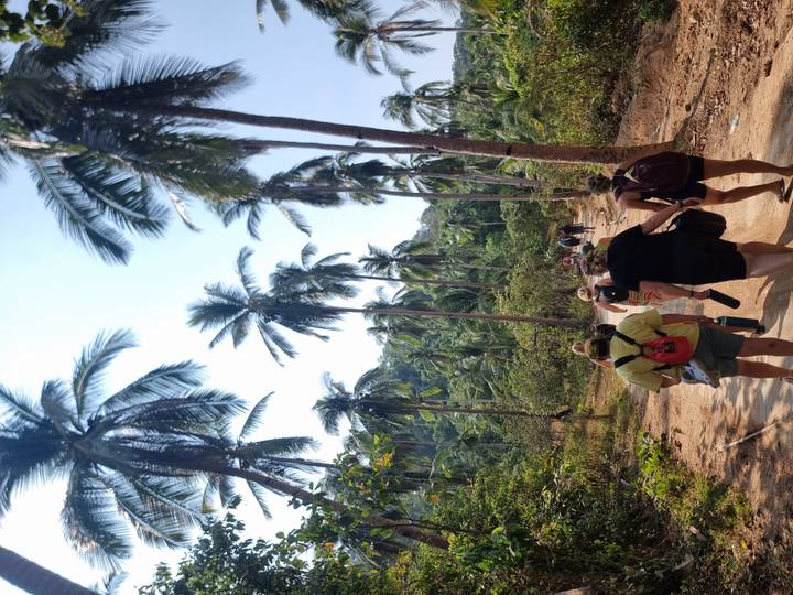 Backpackers hike along a dirt trail beneath tall swaying coconut palms.