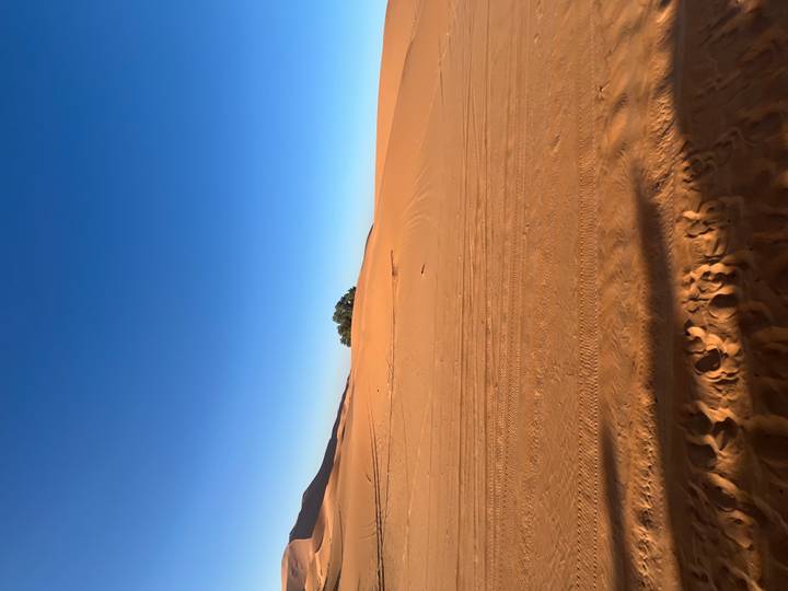 Wide expanse of untouched orange dunes with a solitary shrub under vibrant blue sky.